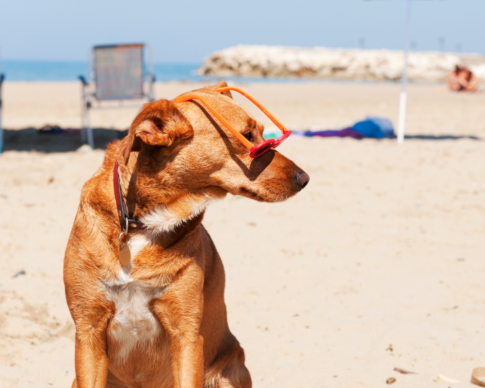Urlaub mit Hund – So wird die Reise für dich und deinen Vierbeiner zum entspannten Abenteuer
