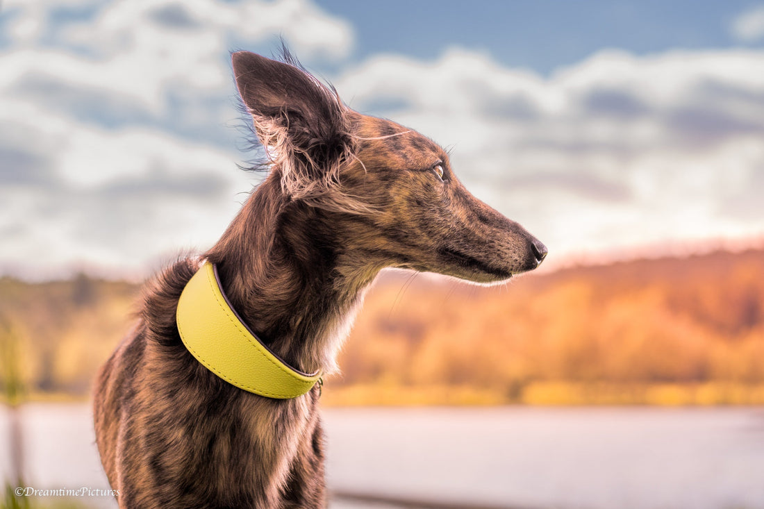 Silken Windsprite mit gelben Lederhalsband