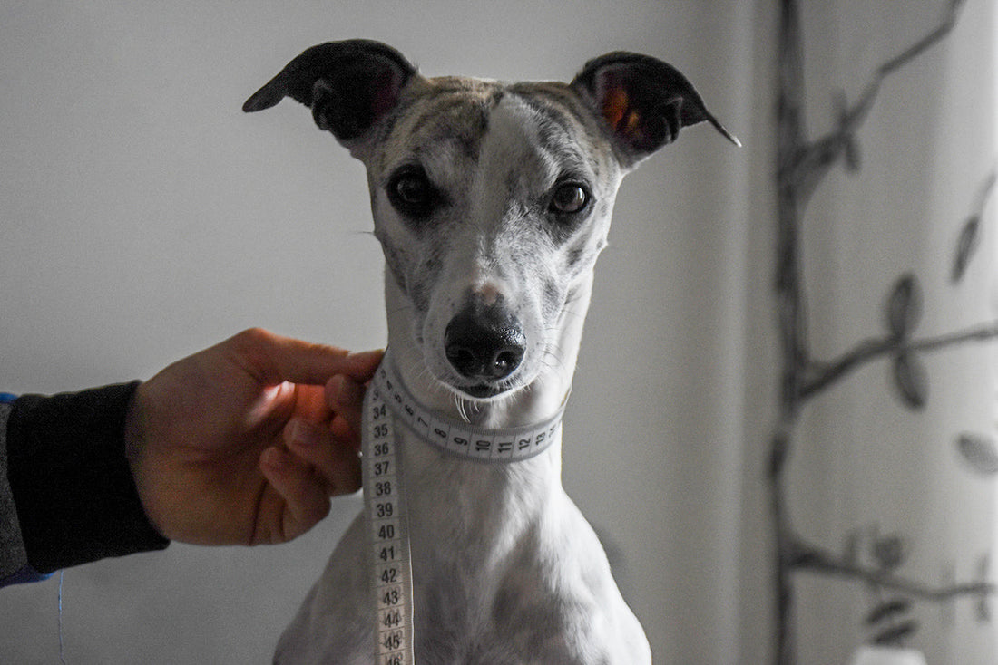 Ein Whippet wird mit einem Maßband ausgemessen am Hals für ein Lederhalsband