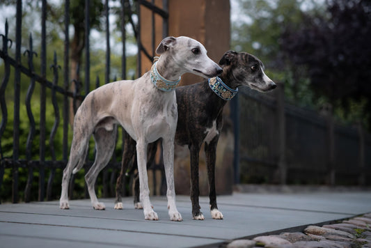 Windhunde mit Stil: Die schönsten Accessoires für elegante Vierbeiner