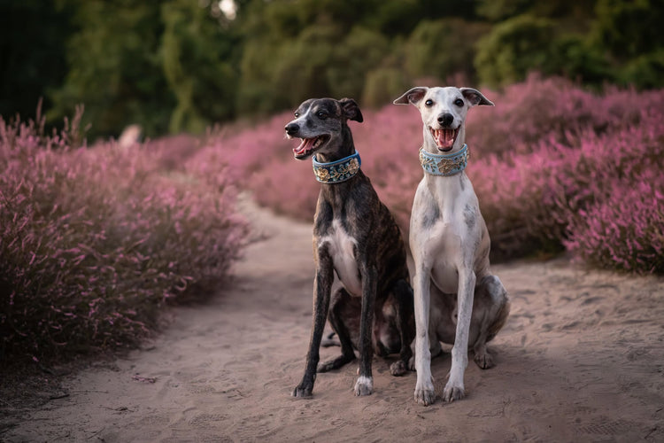 SETS- Handgefertigte Halsband- und Leinen-Sets für deinen Vierbeiner