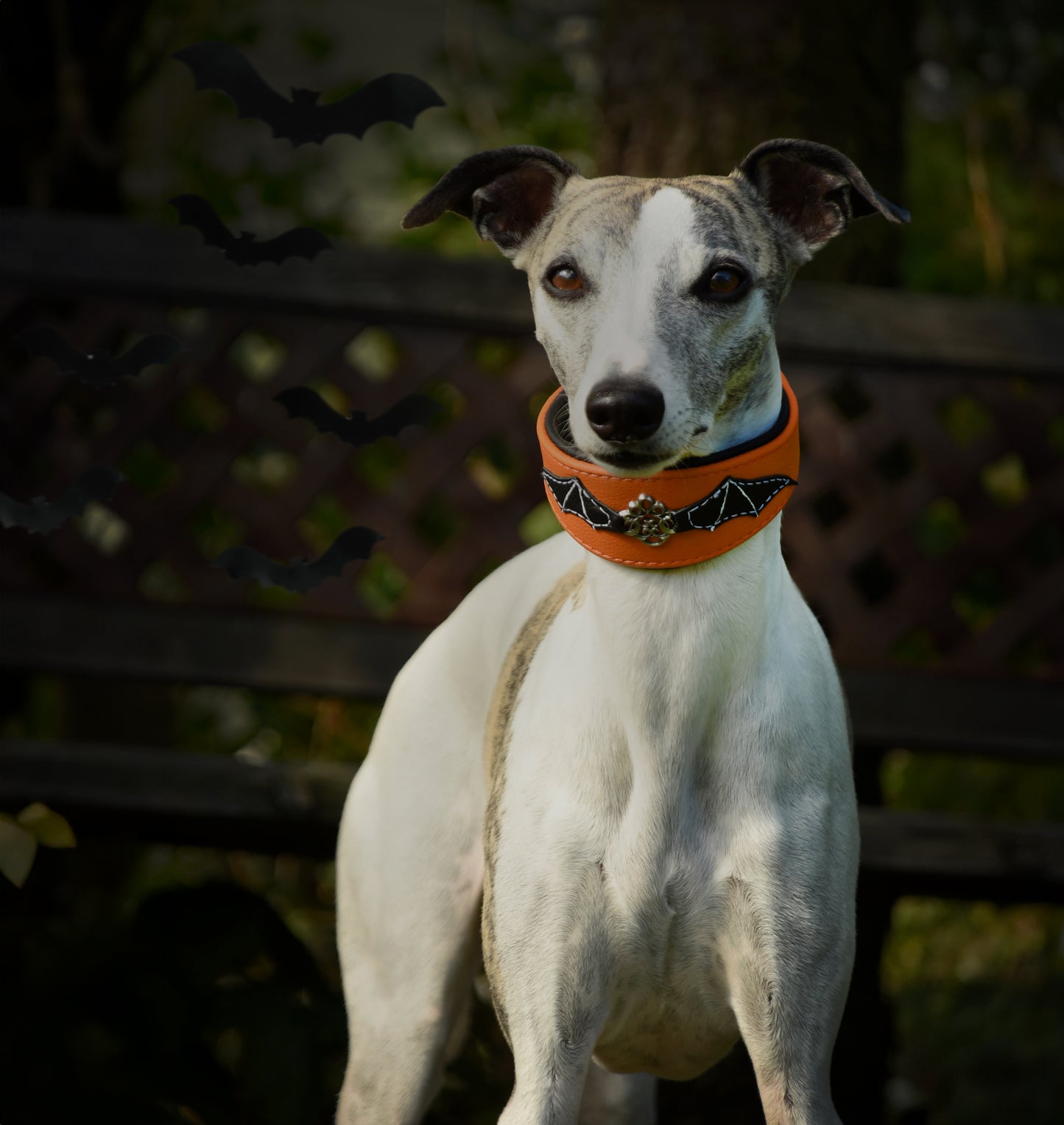 HALLOWEEN Hundehalsband für Windhunde | handgefertigt aus Leder mit Fledermaus Design, weich gepolstert