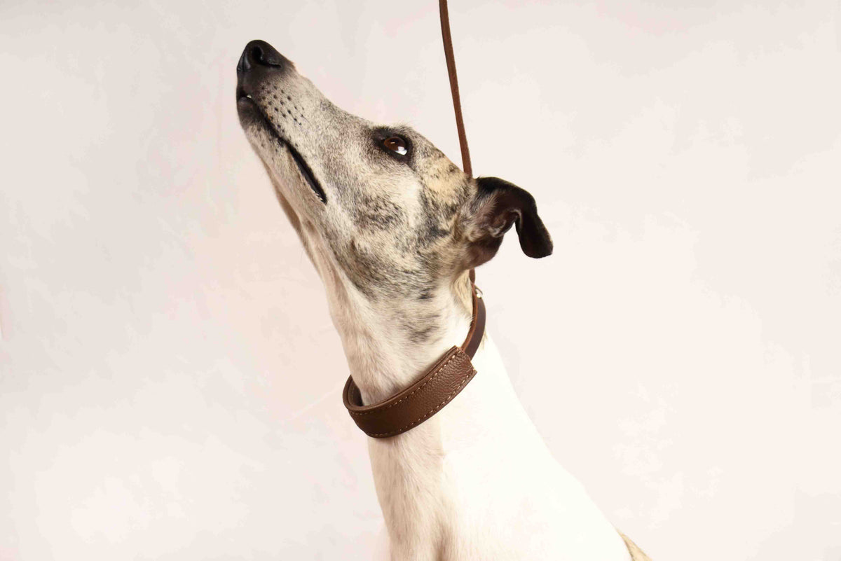 SHOW COMFORT Ausstellungsleine mit Kehlkopfschutz | Showleine für Hunde