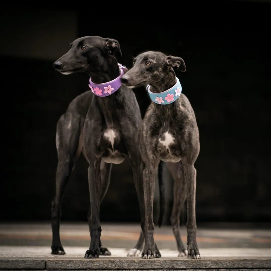 SAKURA Windhundhalsband aus Leder ❀ Gepolstertes Halsband mit Filzblüten