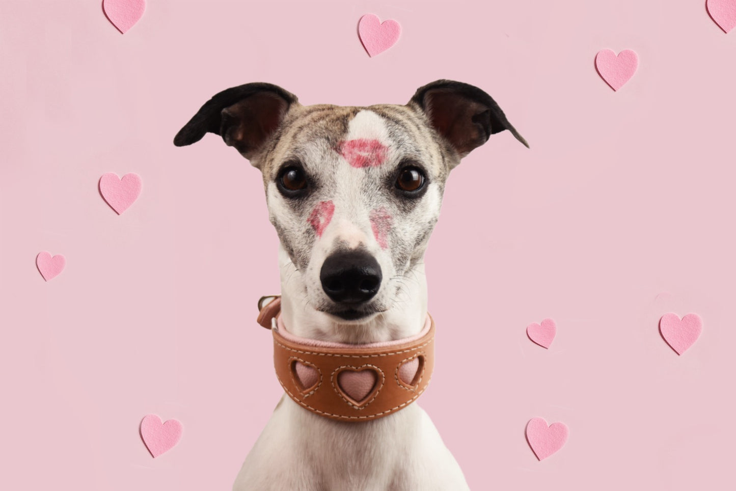 I WOOF YOU ♥ Gepolstertes Windhundhalsband aus Geschirrleder