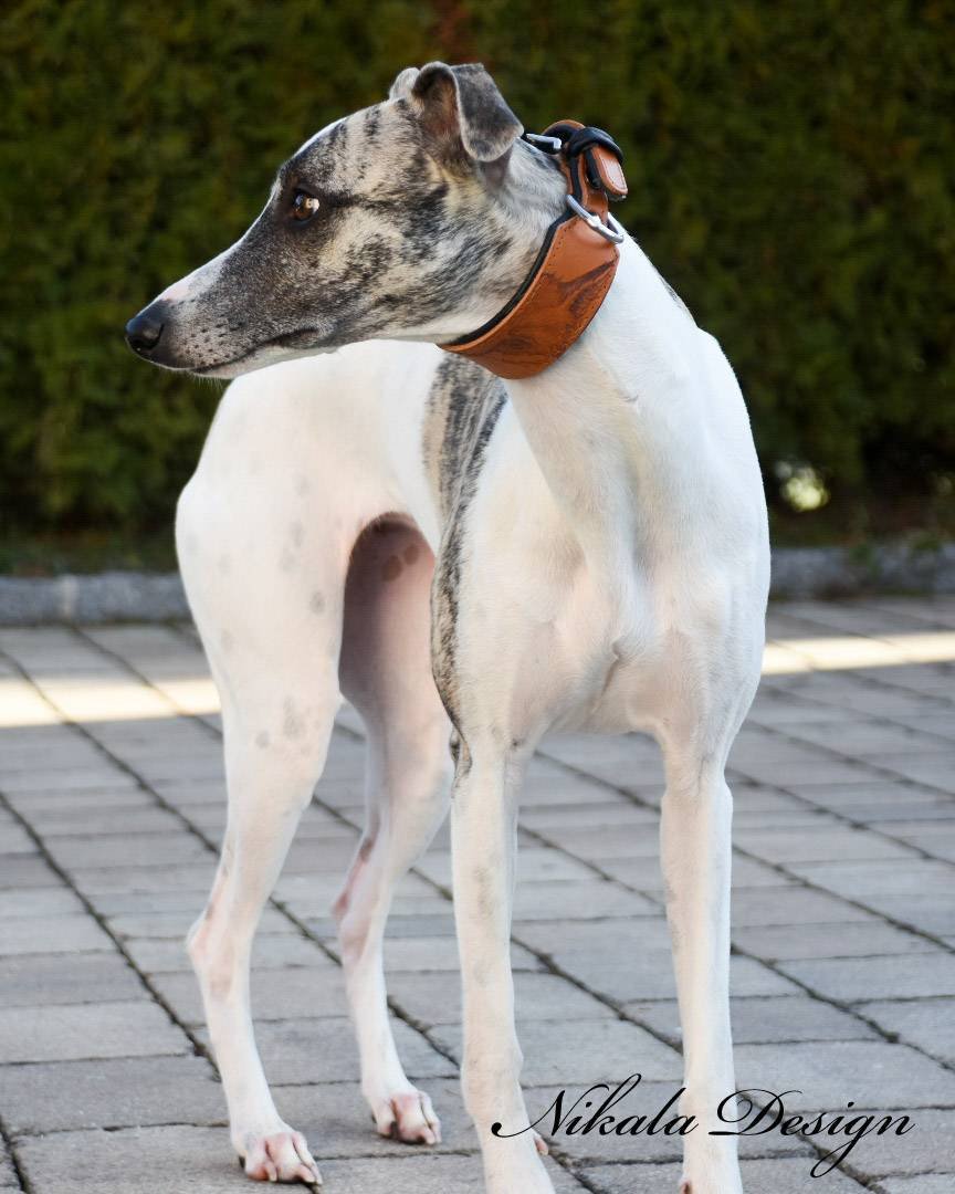 BRANDING Hundehalsband • Handgezeichnet und individuell