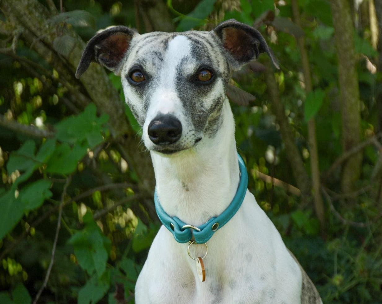 Nahaufnahme Markenhalsband für Windhund, weiches Bio-Nappaleder
