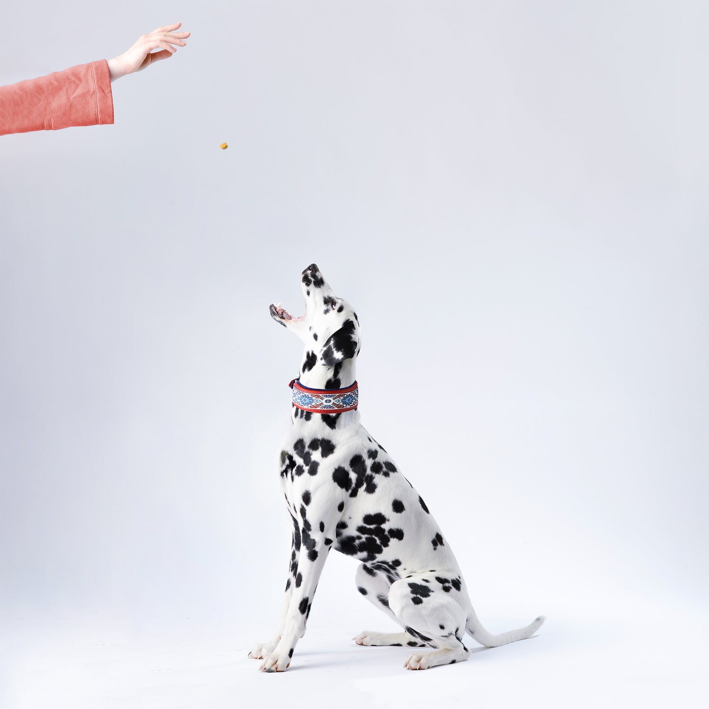 Sitzender Dalmatiner trägt ein Hundehalsband aus Leder in rot mit Borte und bekommt ein Leckerli