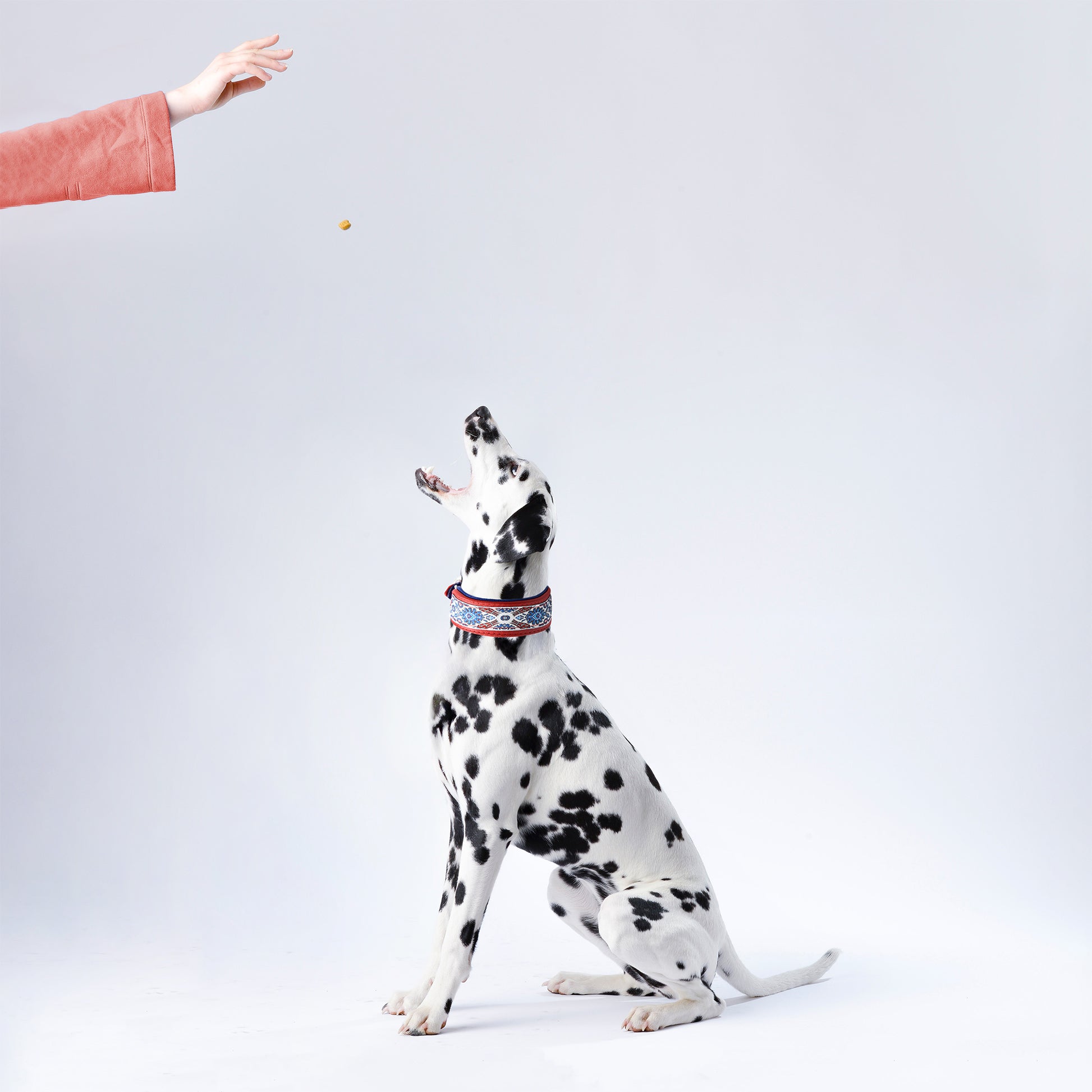 Sitzender Dalmatiner trägt ein Hundehalsband aus Leder in rot mit Borte und bekommt ein Leckerli
