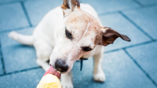 Hund schleckt Eiscreme