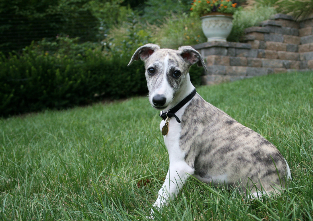Welpe trägt braunes Lederhalsband mit Schnalle – ideal für die Wachstumsphase