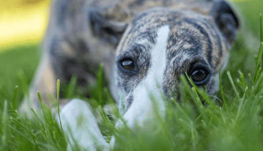 Windhund liegt im Gras und ist entspannt