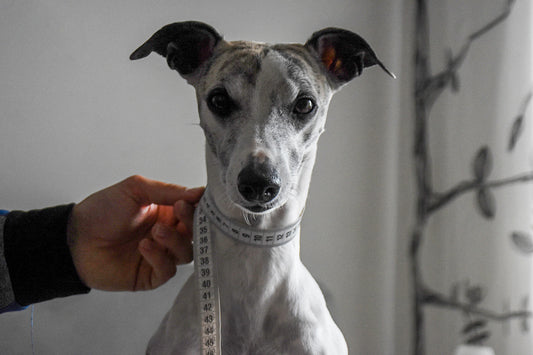 Ein Whippet wird mit einem Maßband ausgemessen am Hals für ein Lederhalsband
