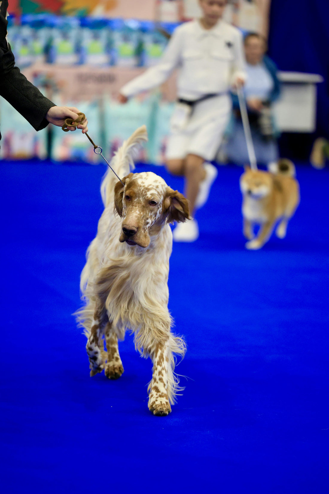 Setter im Ring bei einer Hundeausstellung