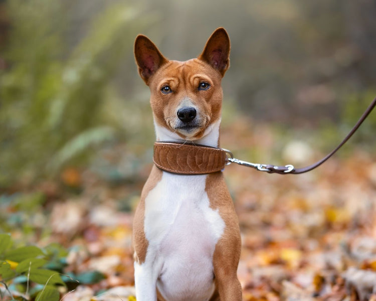 Basenji trägt ein Halsband aus Straußenleder in Brauntönen im Wald