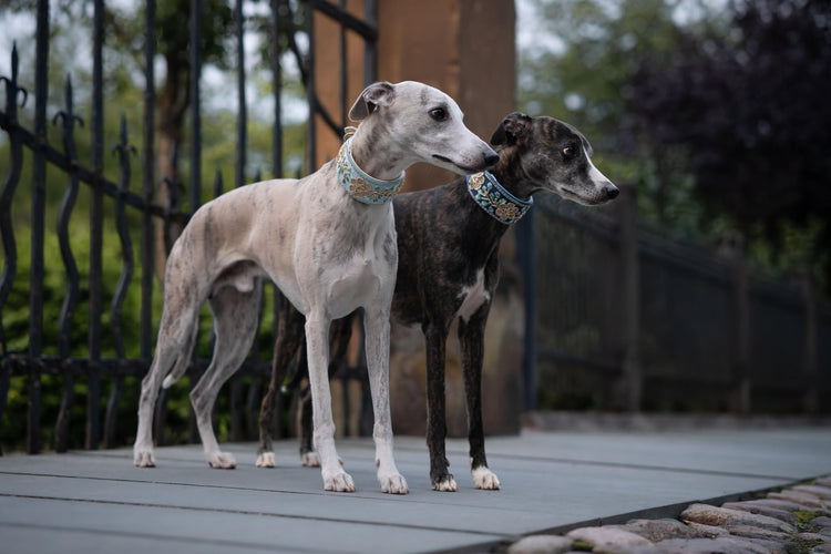 SARI- edle Windhundhalsbänder aus feinem Leder