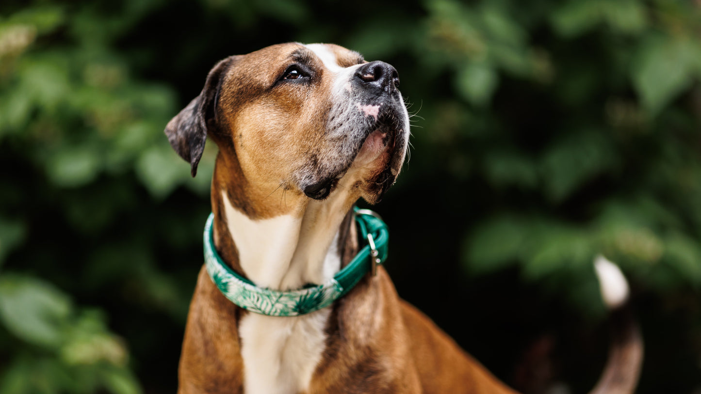 JUNGLE Hundehalsband schmal・Sommerliches Design