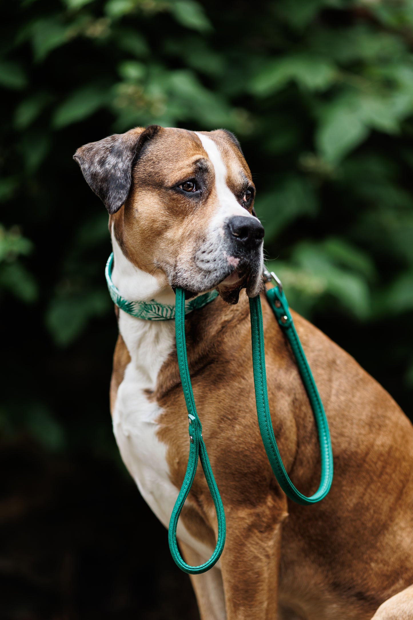 JUNGLE Hundehalsband schmal・Sommerliches Design