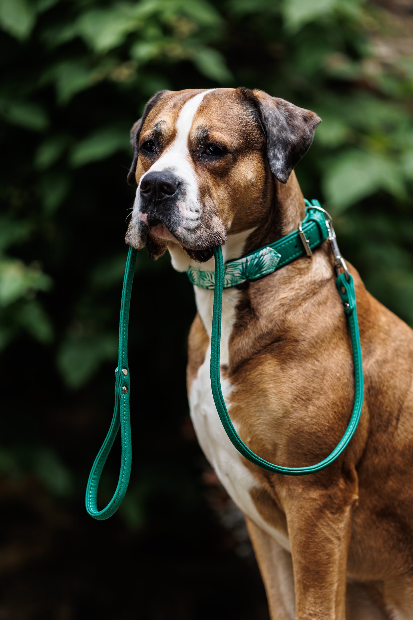 JUNGLE Hundehalsband schmal・Sommerliches Design