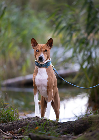 Handgefertigtes Lederhalsband mit Borte für Windhunde, getragen von Basenji im Freien am See
