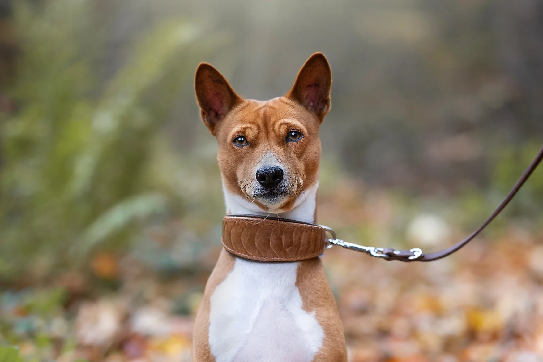 Basenji trägt ein edles Straußenbeinlederhalsband in Brauntönen