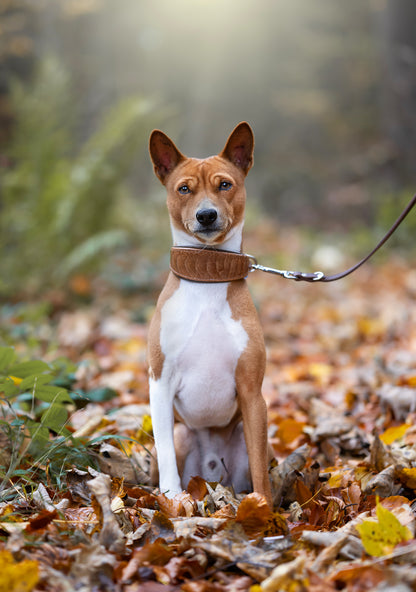Basenji trägt exklusives Straußenbeinlederhalsband in warmen Erdtönen