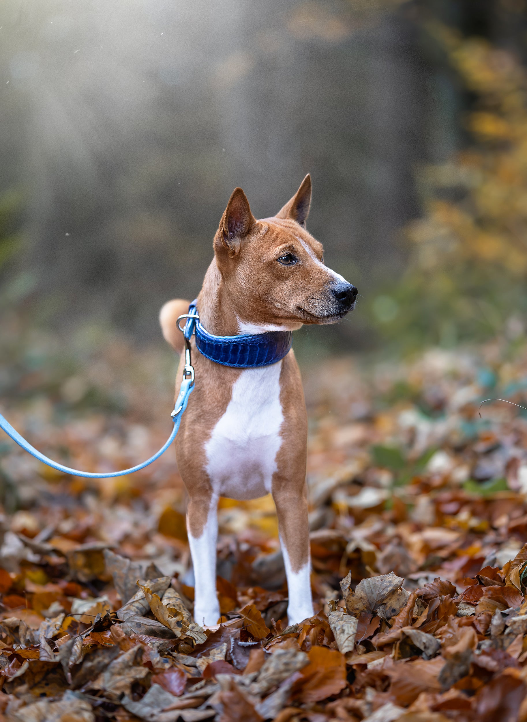 Elegantes Straußenbeinlederhalsband für Windhunde, getragen von Basenji, blaue Töne
