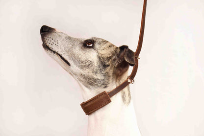 Showleine mit Kehlkopfschutz • Ausstellungsleine für Hundeshows