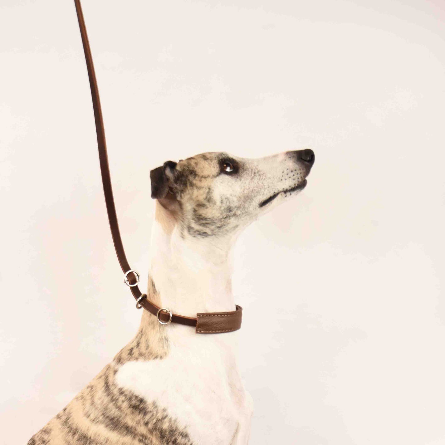 Showleine mit Kehlkopfschutz • Ausstellungsleine für Hundeshows