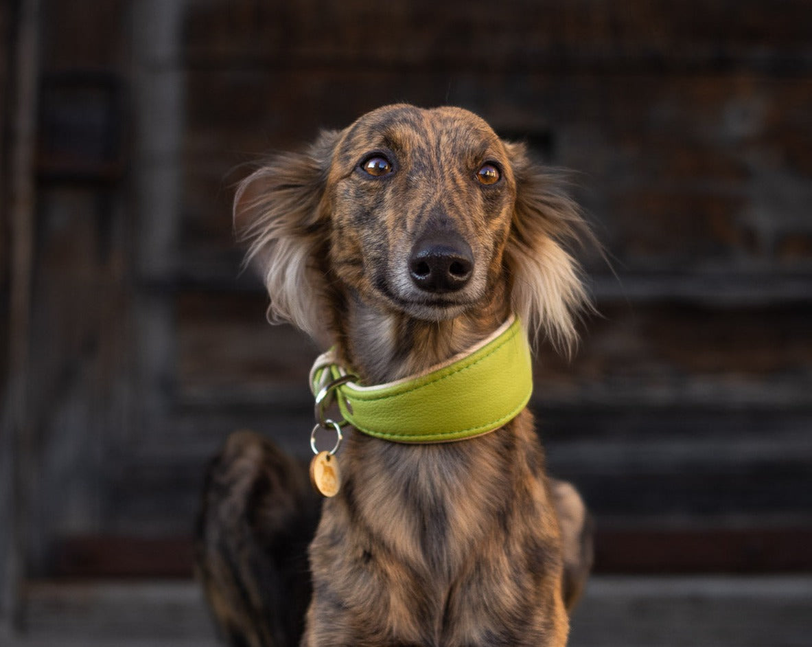 Hochwertiges Windhundhalsband aus pflanzlich gegerbtem Leder- Silken Windsprite