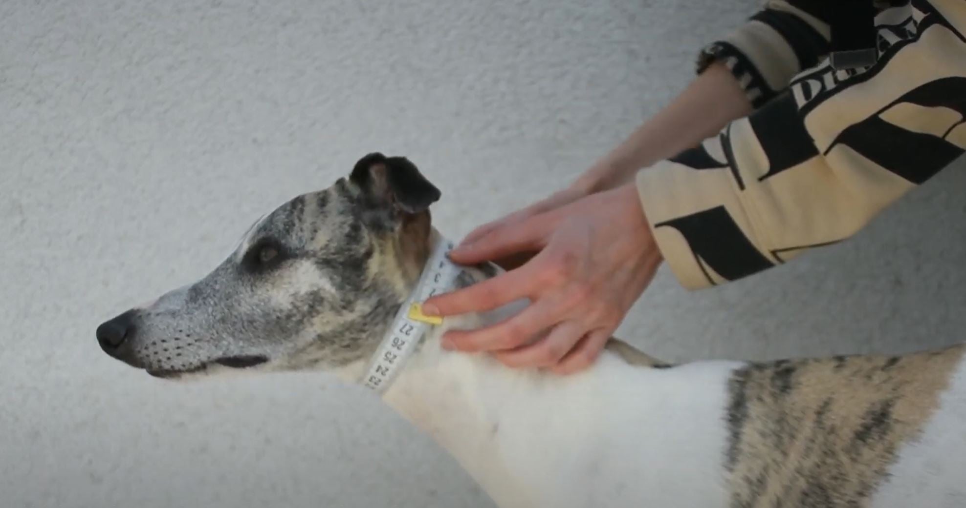 Video laden: Zu sehen ist eine Schritt-für-Schritt-Anleitung, wie ein Hund korrekt für ein maßgefertigtes Halsband ausgemessen wird. Gezeigt wird das Messen des Halsumfangs an der richtigen Stelle mit einem flexiblen Maßband, direkt am Hundehals, ohne Zugabe. Der Hund steht ruhig, während sorgfältig demonstriert wird, worauf beim Messen geachtet werden muss.