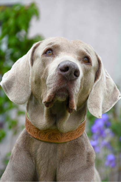 Weimaraner mit zeitlosem Lederhalsband aus Blankleder