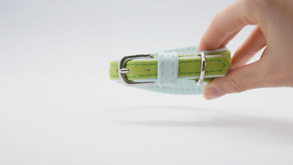 MINI BASIC- Breites Windhundhalsband für Kleinhunde/ Italienische Windspiele