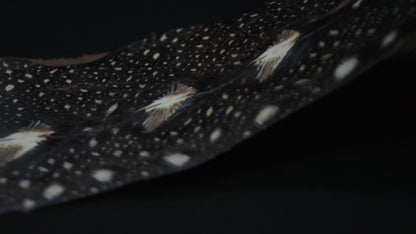 STÖRLEDER Halsband・exklusiv・Einzigartiges Windhundhalsband aus Störleder