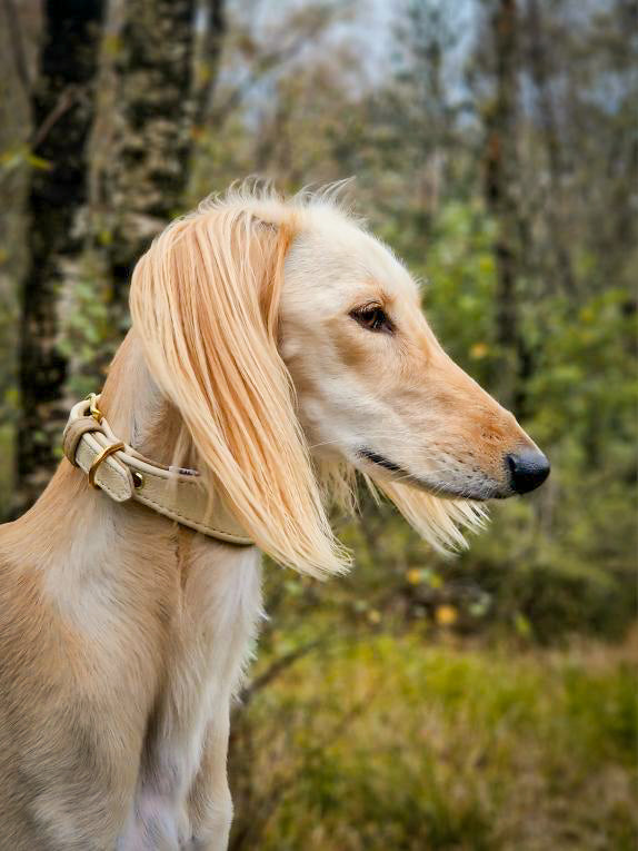 BASIC Windhundhalsband・Bio-Nappaleder・Maßgefertigt, gepolstert & breit