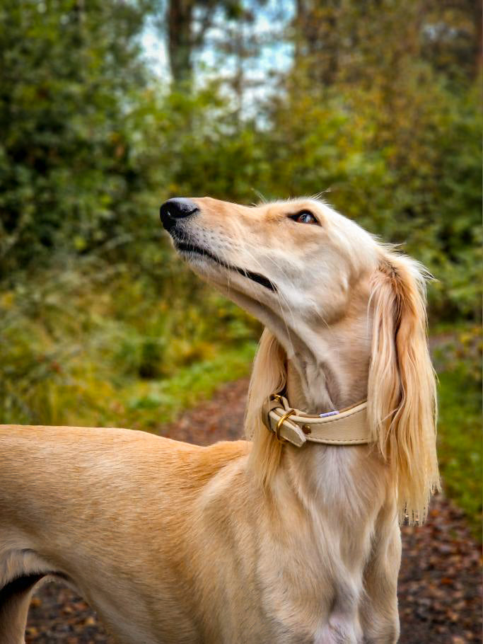 Saluki trägt ein Windhundhalsband aus Leder in beige/brauntönen