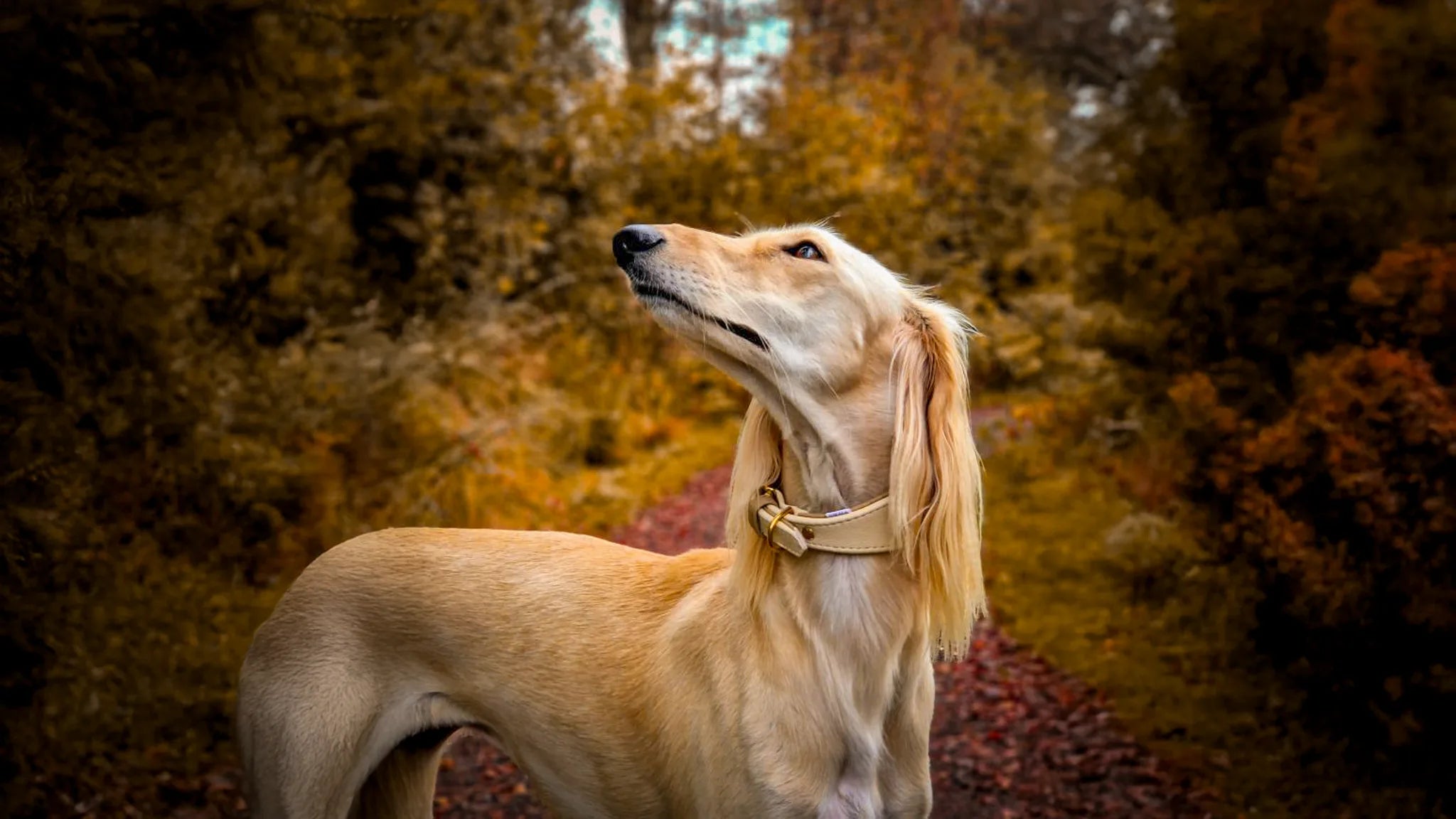 Saluki trägt ein breites Lederhalsband mit weicher Polsterung im Freien