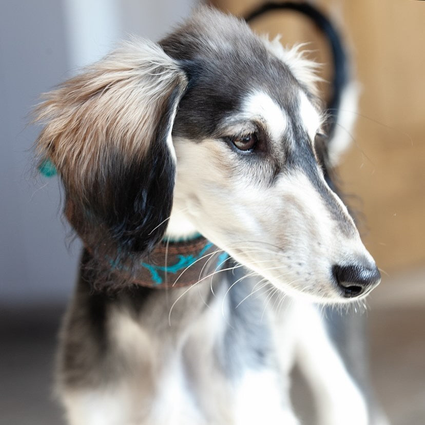 Halsband PIANTA ❀ Gepolstertes Windhundhalsband aus Leder