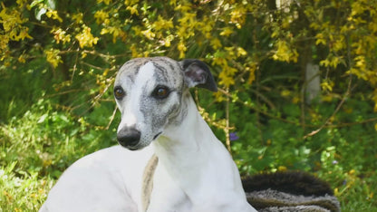 I WOOF YOU ♥ Gepolstertes Windhundhalsband aus Geschirrleder