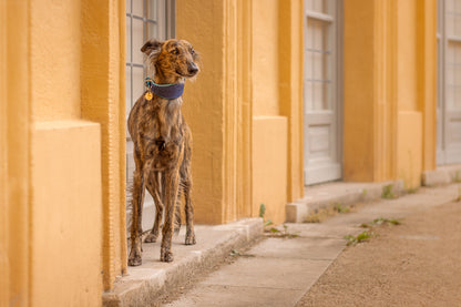 LACHSLEDER Halsband・Einzigartiges Windhundhalsband aus Fischleder