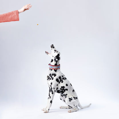 Sitzender Dalmatiner trägt ein Hundehalsband aus Leder in rot mit Borte und bekommt ein Leckerli